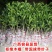 柚子树苗嫁接沙田柚红心蜜柚泰国红宝石青柚南方种植当年结果带土