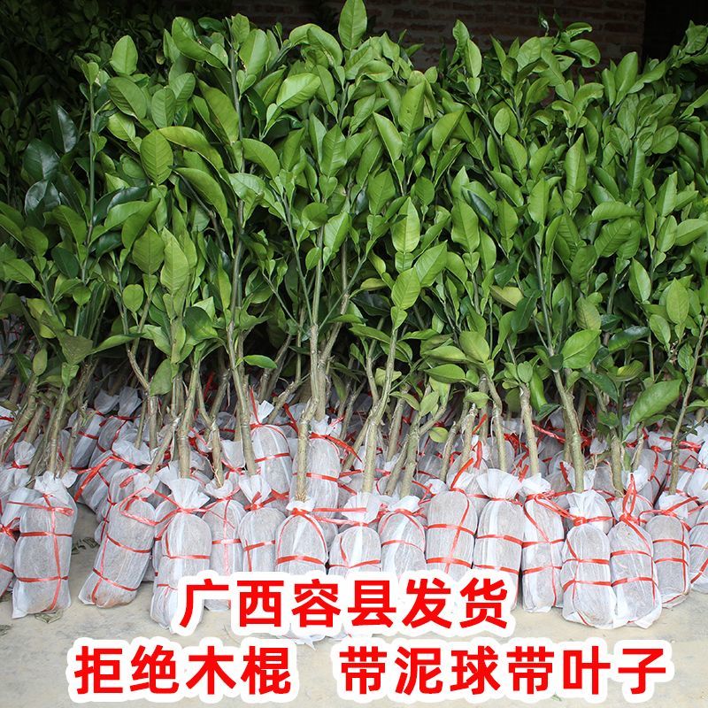 柚子树苗嫁接沙田柚红心蜜柚泰国红宝石青柚南方种植当年结果带土