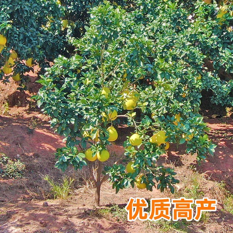 柚子树苗嫁接沙田柚红心蜜柚泰国红宝石青柚南方种植当年结果带土