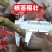 柚子树苗嫁接沙田柚红心蜜柚泰国红宝石青柚南方种植当年结果带土