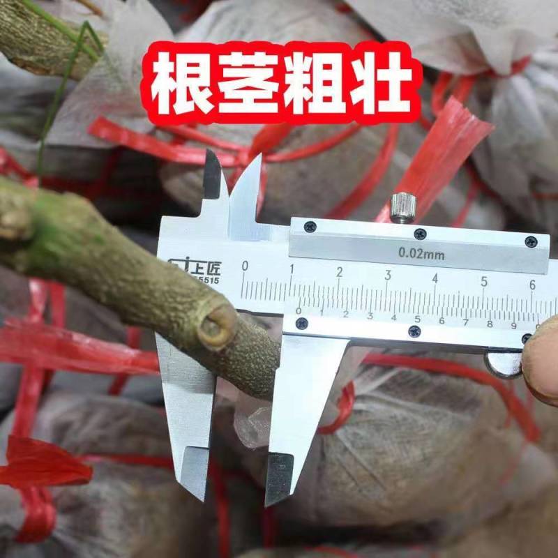 柚子树苗嫁接沙田柚红心蜜柚泰国红宝石青柚南方种植当年结果带土