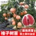 柚子树苗嫁接沙田柚红心蜜柚泰国红宝石青柚南方种植当年结果带土