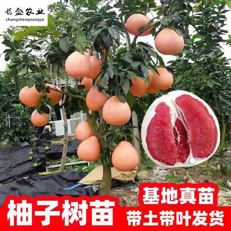 柚子树苗嫁接沙田柚红心蜜柚泰国红宝石青柚南方种植当年结果带土