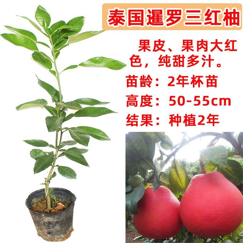 柚子树苗嫁接沙田柚红心蜜柚泰国红宝石青柚南方种植当年结果带土