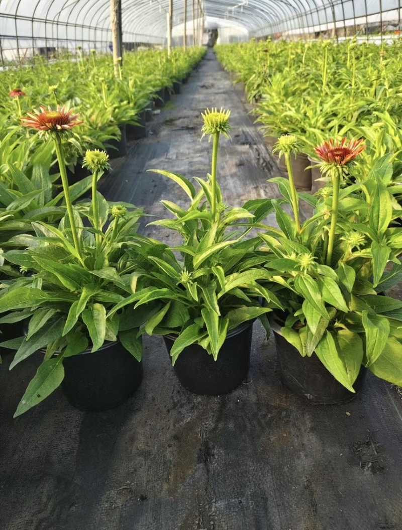 1加仑松果菊品质保证基地直发