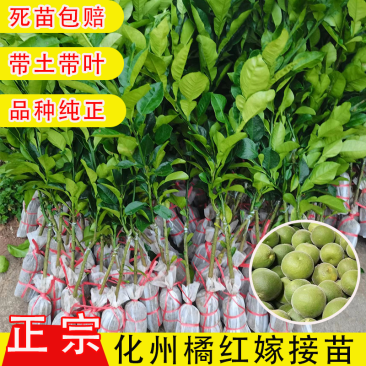 【正宗橘红嫁接苗】化州橘红桔红八仙果果树果苗嫁接苗南方种植
