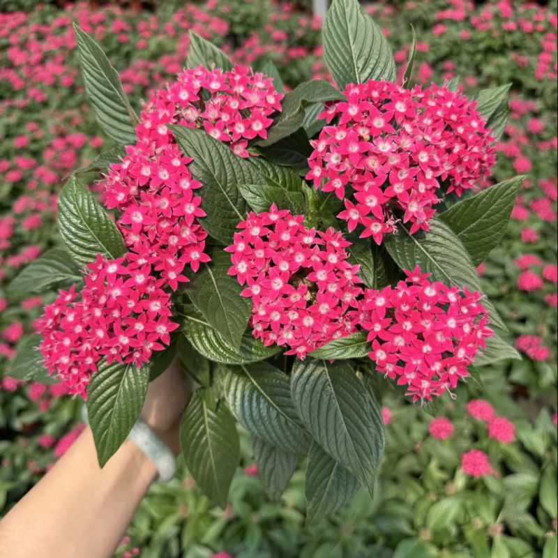 180杯五星花品质保证基地直发大量有货