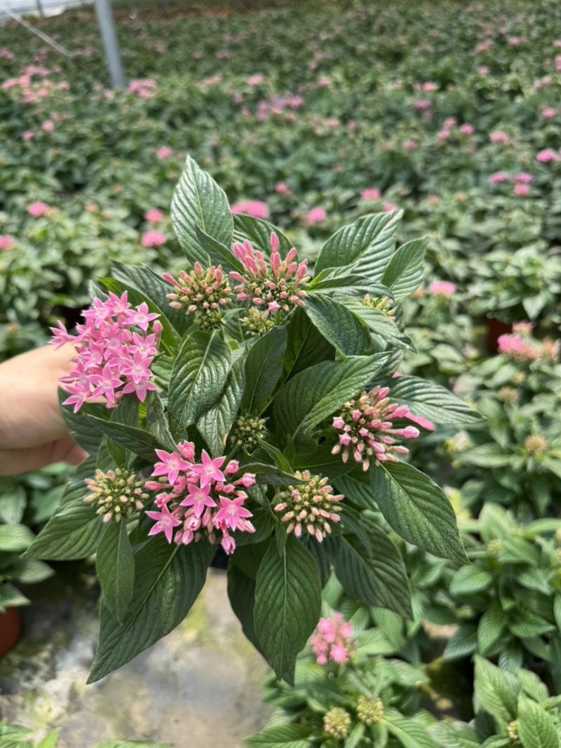 180杯五星花品质保证基地直发大量有货
