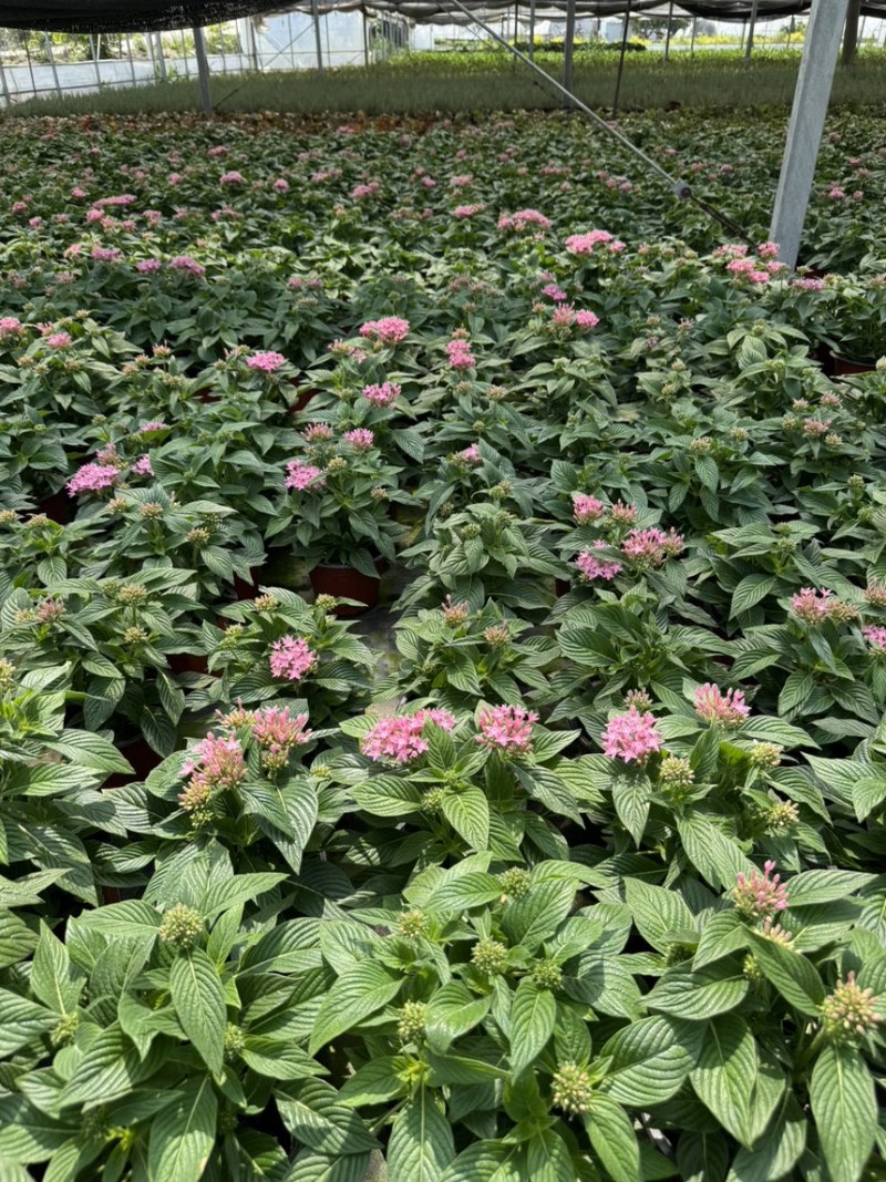 180杯五星花品质保证基地直发大量有货