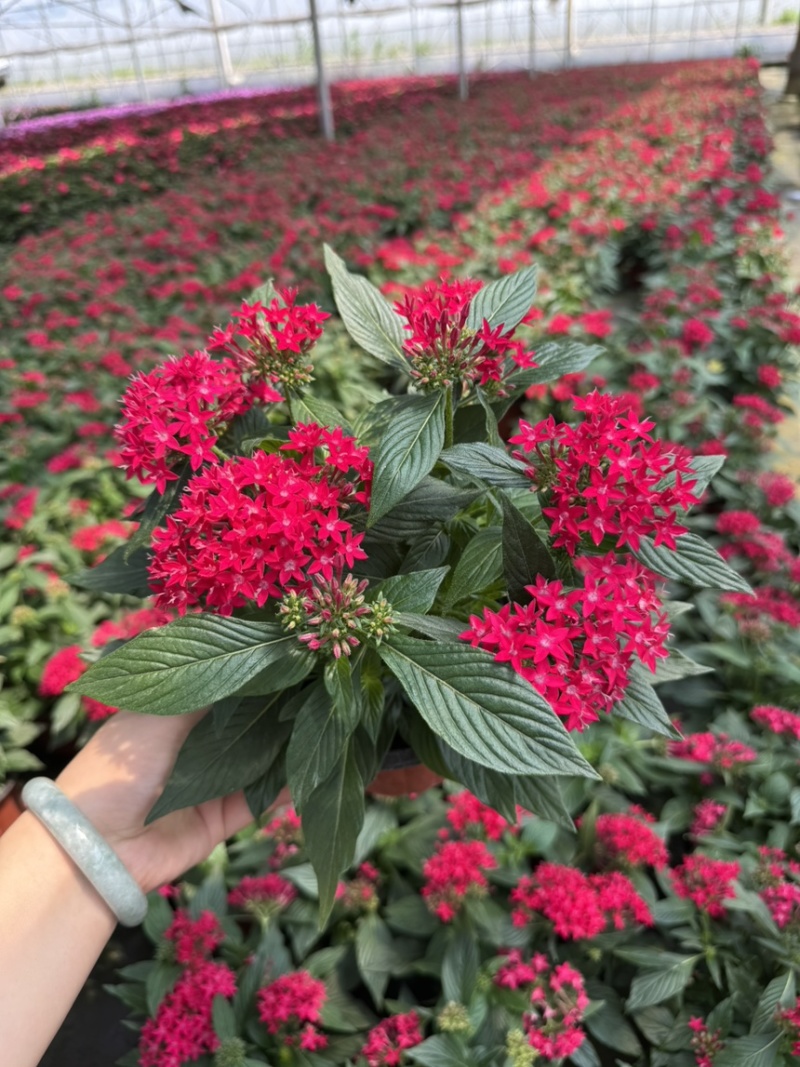 180杯五星花品质保证基地直发大量有货