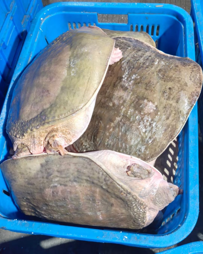 甲鱼肉质鲜嫩弹牙，裙边软糯胶质满满。烹饪后汤汁浓郁醇厚，