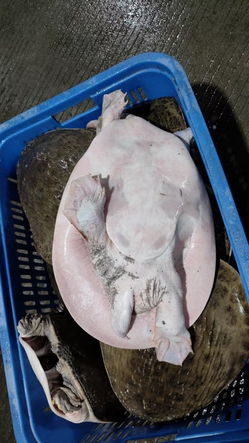 甲鱼肉质鲜嫩弹牙，裙边软糯胶质满满。烹饪后汤汁浓郁醇厚，