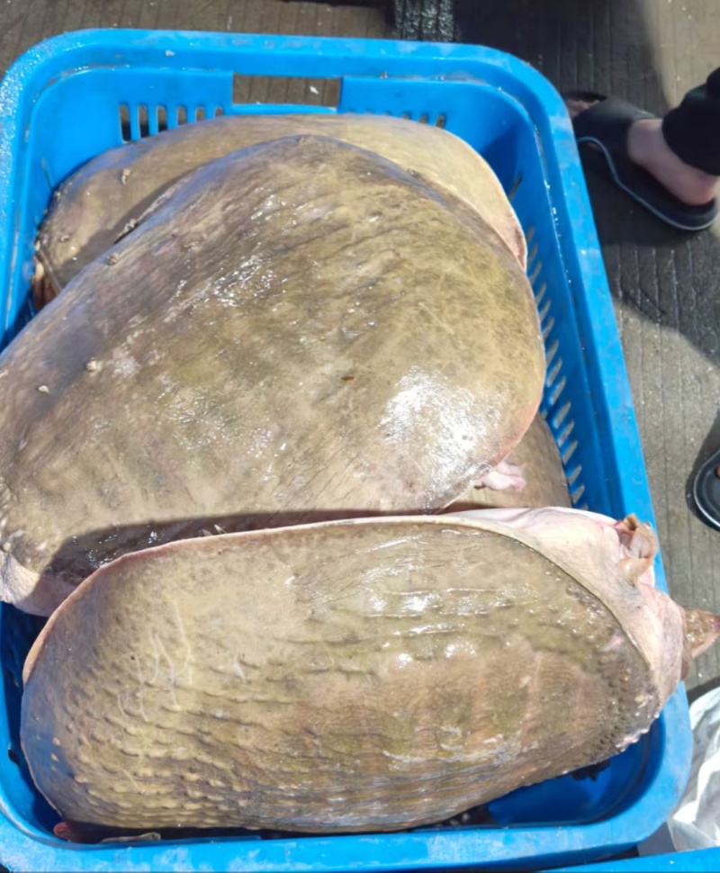甲鱼肉质鲜嫩弹牙，裙边软糯胶质满满。烹饪后汤汁浓郁醇厚，