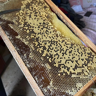 自家50年大山土蜂蜜