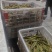 荷叶尖