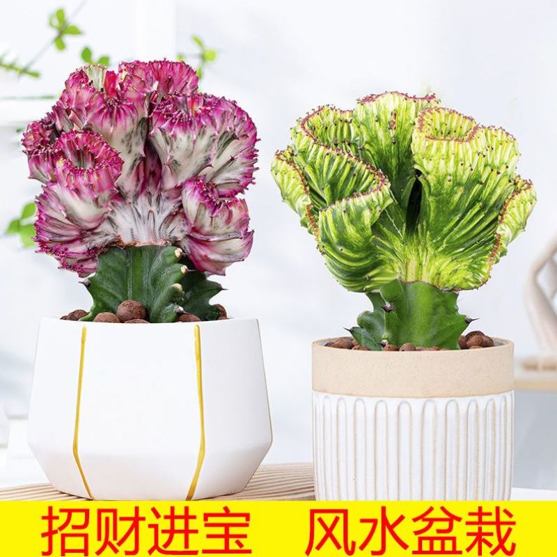 多肉植物玉麒麟盆栽仙人掌彩麒麟盆栽室内客厅吸甲醛花卉绿植盆栽
