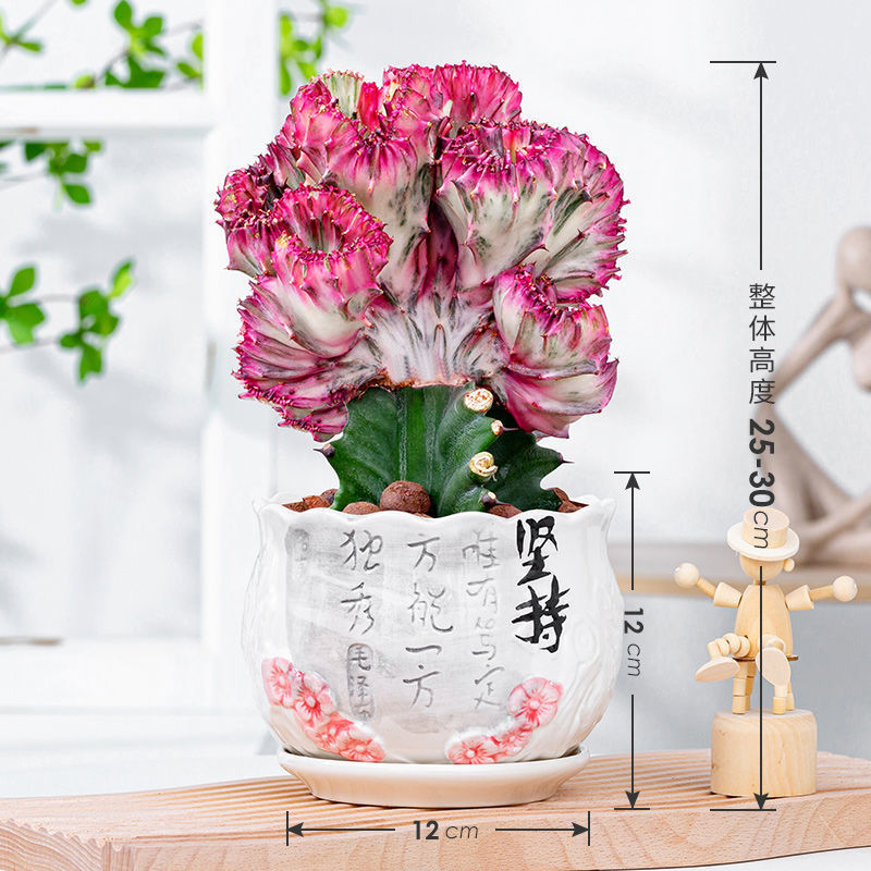多肉植物玉麒麟盆栽仙人掌彩麒麟盆栽室内客厅吸甲醛花卉绿植盆栽