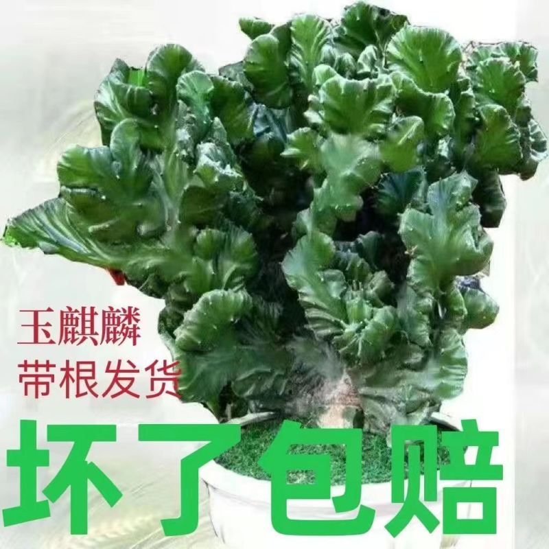 多肉植物玉麒麟盆栽仙人掌彩麒麟盆栽室内客厅吸甲醛花卉绿植盆栽