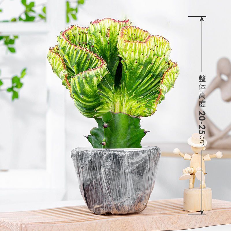 多肉植物玉麒麟盆栽仙人掌彩麒麟盆栽室内客厅吸甲醛花卉绿植盆栽