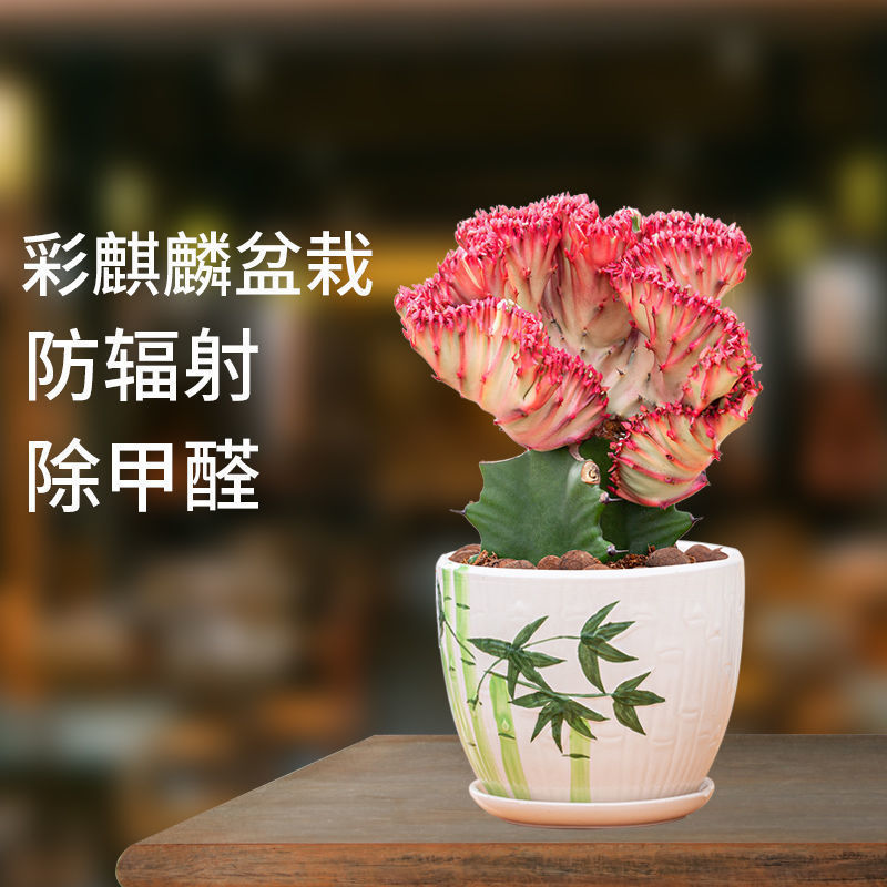 多肉植物玉麒麟盆栽仙人掌彩麒麟盆栽室内客厅吸甲醛花卉绿植盆栽