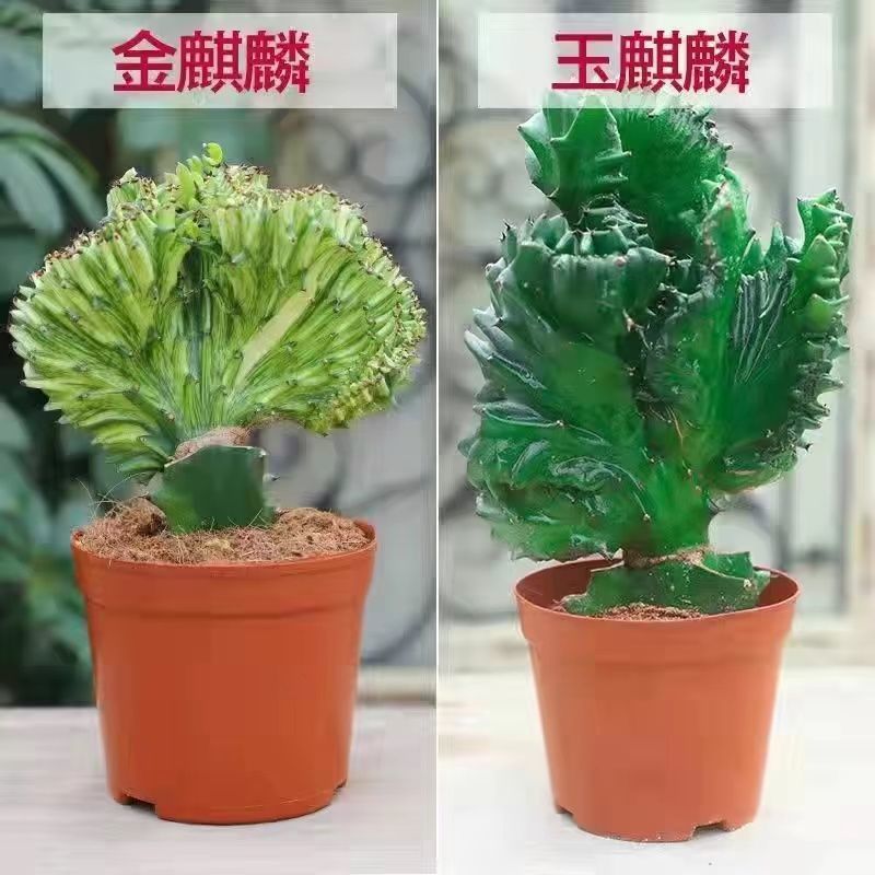 多肉植物玉麒麟盆栽仙人掌彩麒麟盆栽室内客厅吸甲醛花卉绿植盆栽