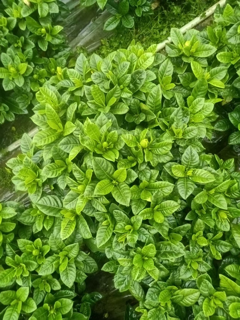栀子花基地批发