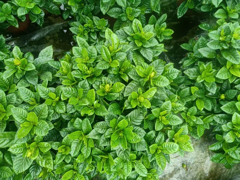 栀子花基地批发