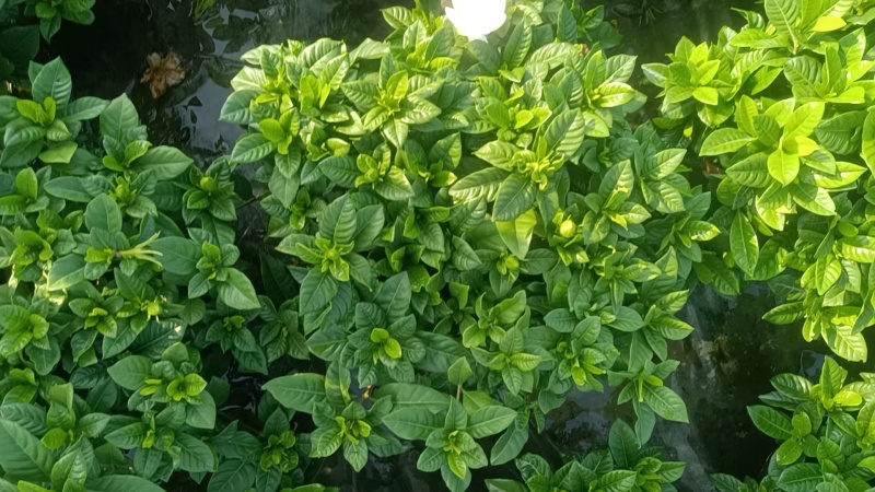 栀子花基地批发