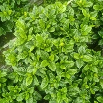 栀子花基地批发
