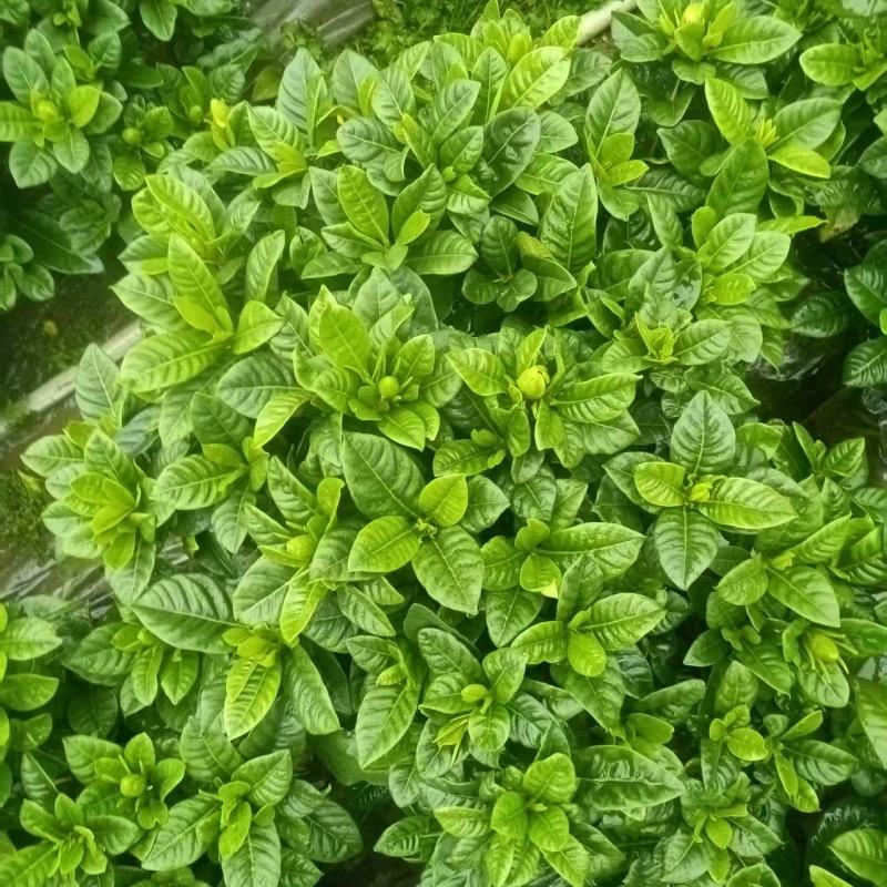 栀子花基地批发