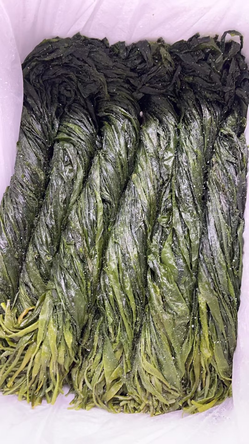 福建海嫩苗，海带芽产地直发品质保证一手货源量大从优