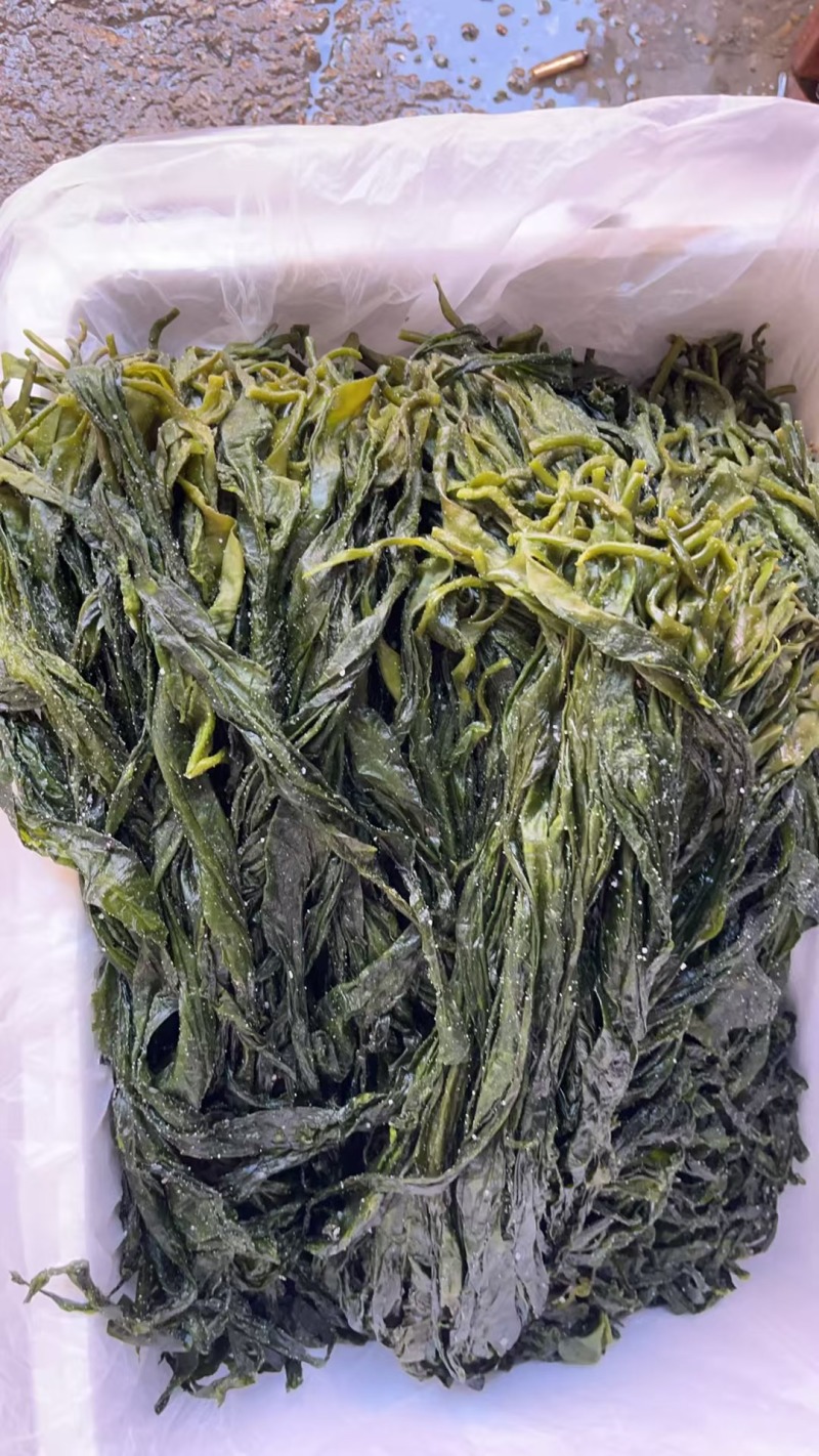 福建海嫩苗，海带芽产地直发品质保证一手货源量大从优