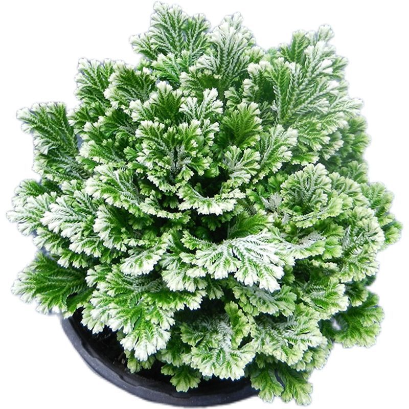 九死还魂草野生不死草中药材还阳草卷柏密罗木盆栽凤凰草遇水就活