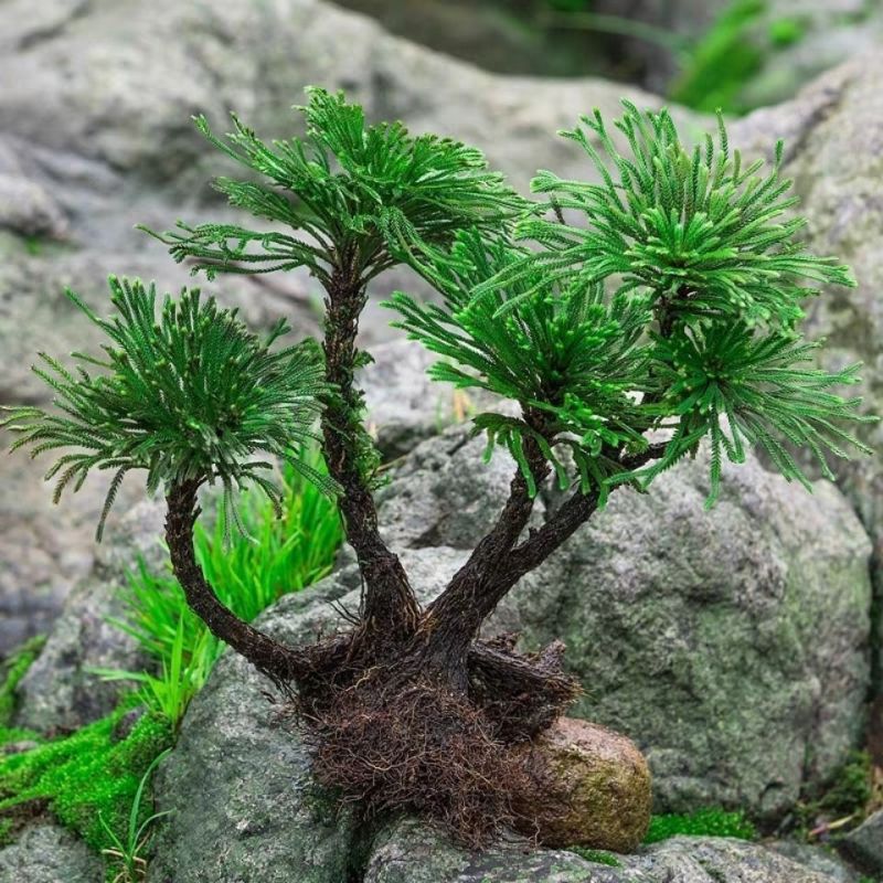 九死还魂草野生不死草中药材还阳草卷柏密罗木盆栽凤凰草遇水就活