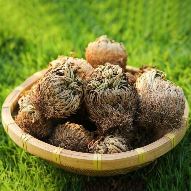 九死还魂草野生不死草中药材还阳草卷柏密罗木盆栽凤凰草遇水就活