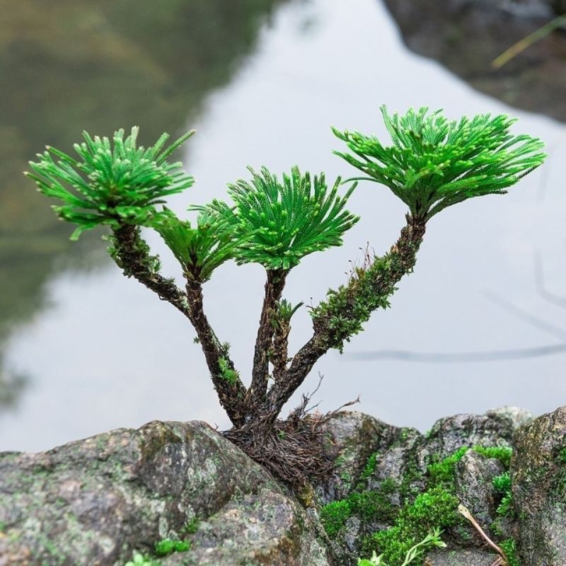 九死还魂草野生不死草中药材还阳草卷柏密罗木盆栽凤凰草遇水就活
