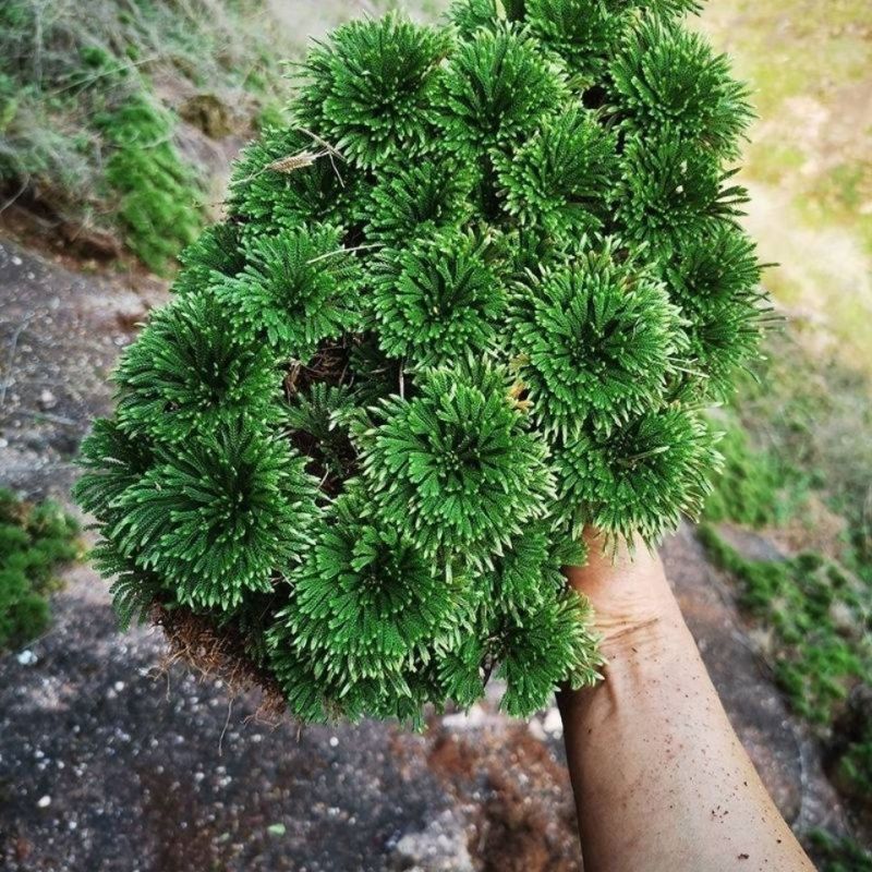 九死还魂草野生不死草中药材还阳草卷柏密罗木盆栽凤凰草遇水就活