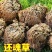 九死还魂草野生不死草中药材还阳草卷柏密罗木盆栽凤凰草遇水就活