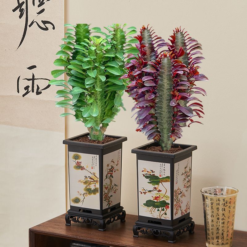 龙骨仙人掌盆栽室内绿植花卉办公室多肉植物仙人柱四季好养龙神花