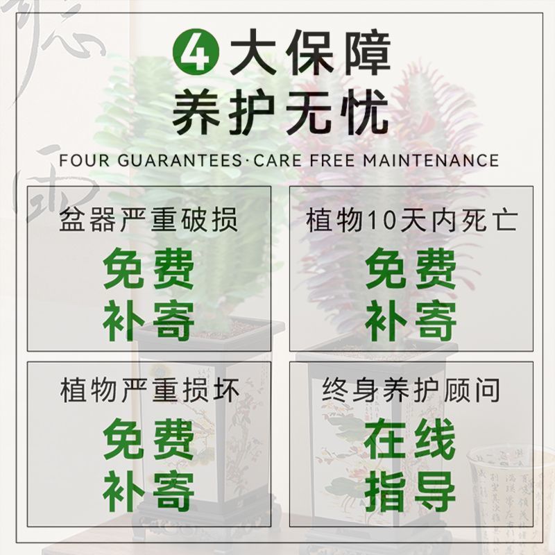 龙骨仙人掌盆栽室内绿植花卉办公室多肉植物仙人柱四季好养龙神花