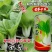 龙盛奶香白邦小青菜种子奶油小白菜种籽耐热耐湿四季菜种籽优