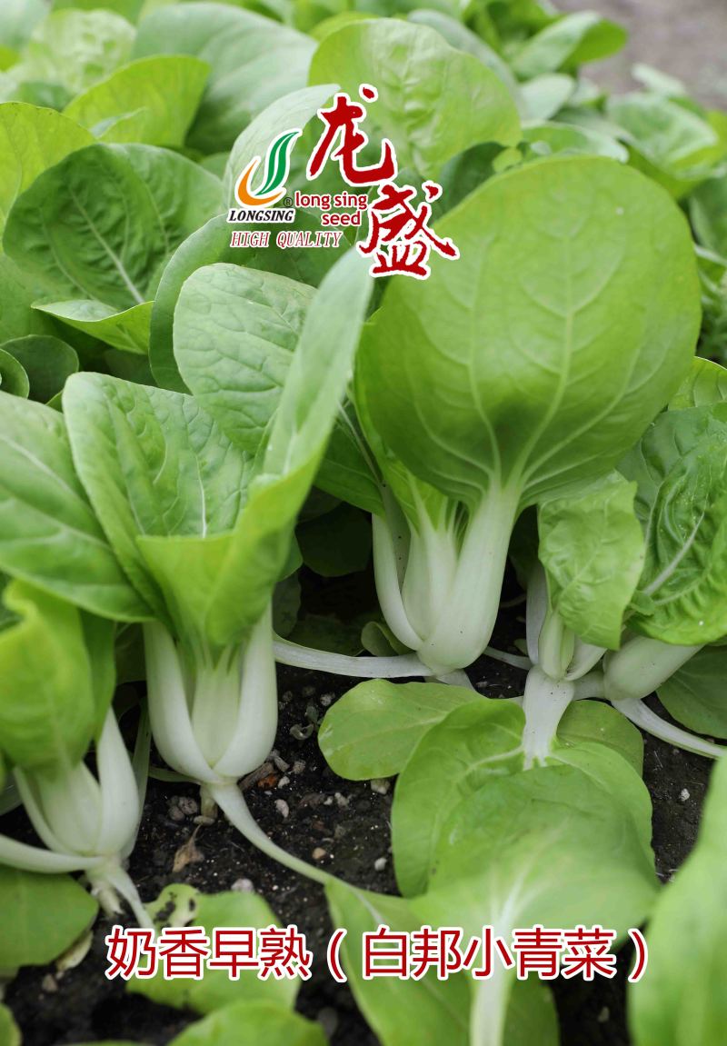 龙盛奶香白邦小青菜种子奶油小白菜种籽耐热耐湿四季菜种籽优