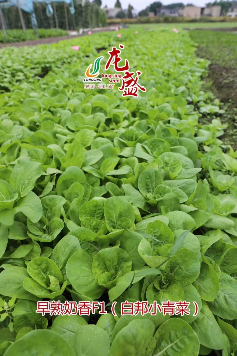 龙盛奶香白邦小青菜种子奶油小白菜种籽耐热耐湿四季菜种籽优