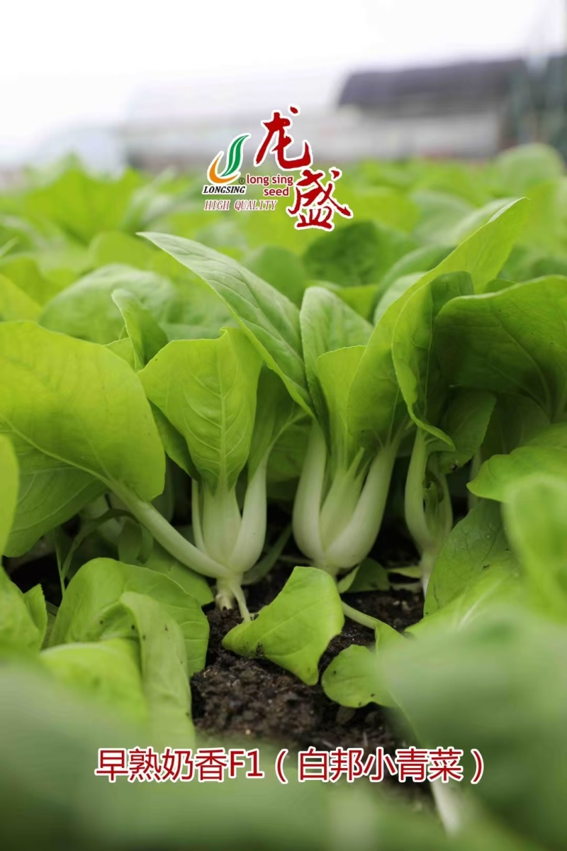 龙盛奶香白邦小青菜种子奶油小白菜种籽耐热耐湿四季菜种籽优