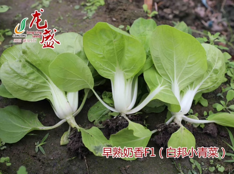 龙盛奶香白邦小青菜种子奶油小白菜种籽耐热耐湿四季菜种籽优