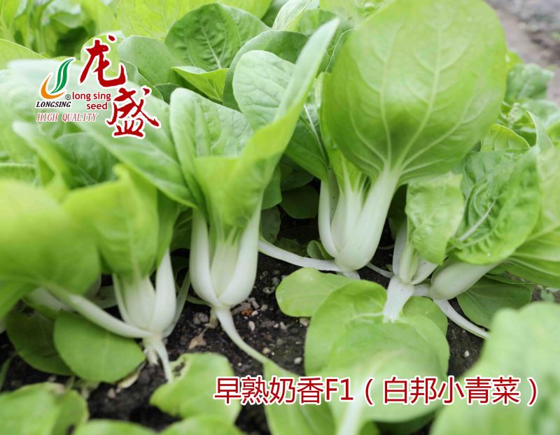龙盛奶香白邦小青菜种子奶油小白菜种籽耐热耐湿四季菜种籽优