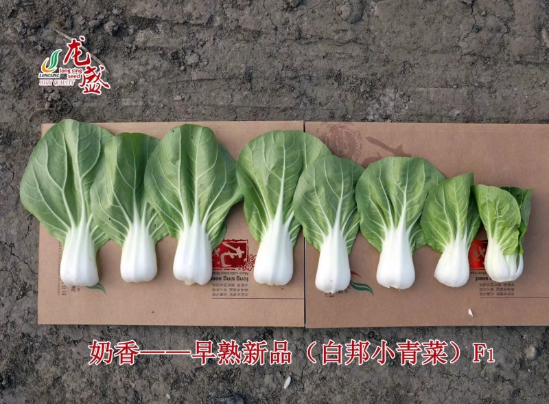 龙盛奶香白邦小青菜种子奶油小白菜种籽耐热耐湿四季菜种籽优