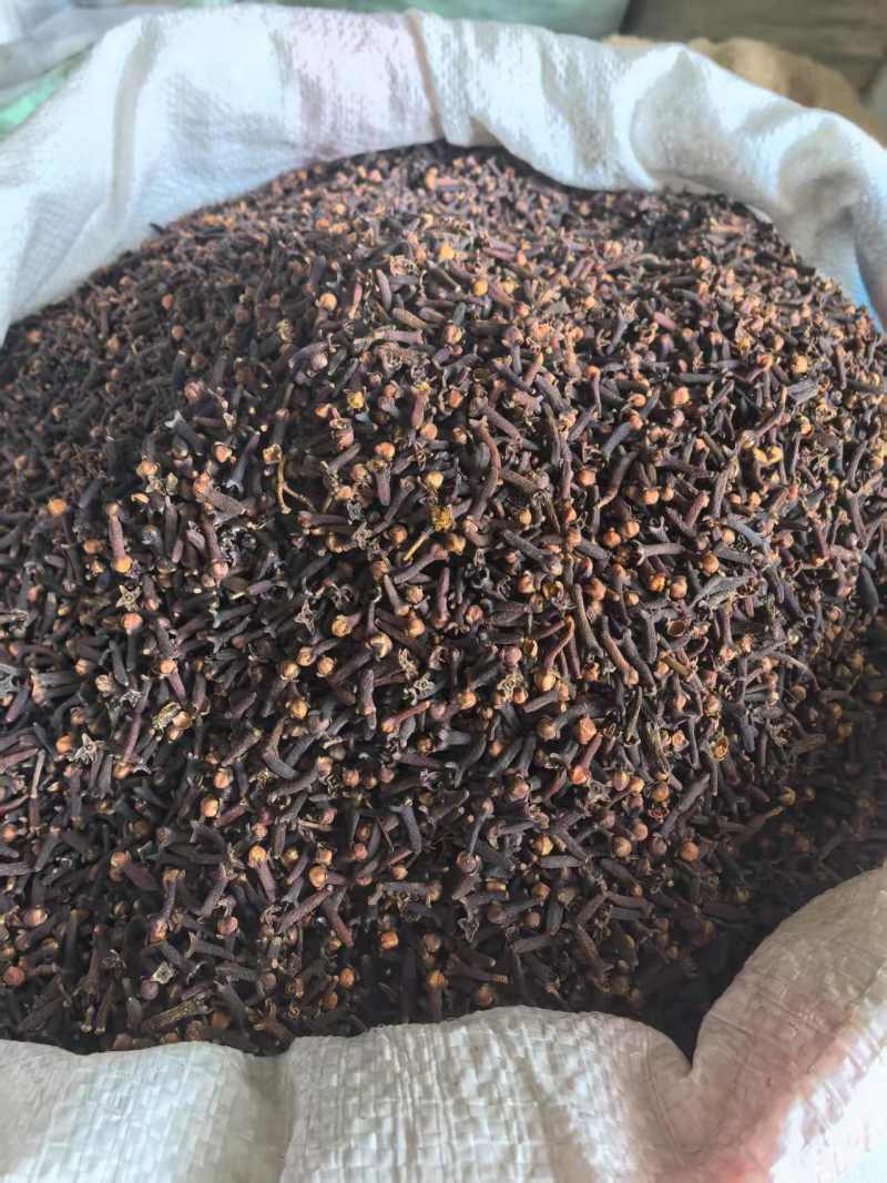 丁香公丁香