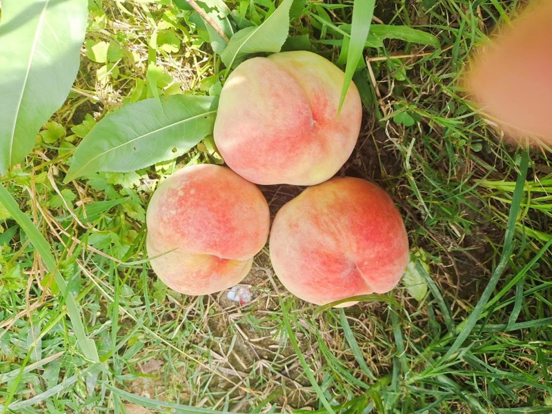 苹果桃，贵州高山露天种植水蜜桃，我们本地称呼苹果桃