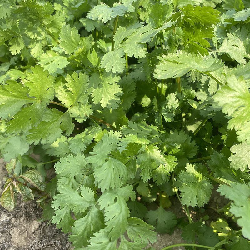 腾运美国耐热香菜种子500g四季耐热耐寒铁杆油面大叶香菜